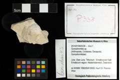 Foto (Objekt + Etiketten) von Goniodromites sp. 